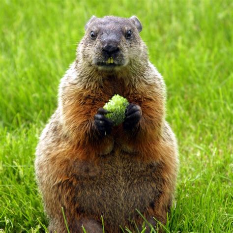 Woodchuck - Covenant Wildlife