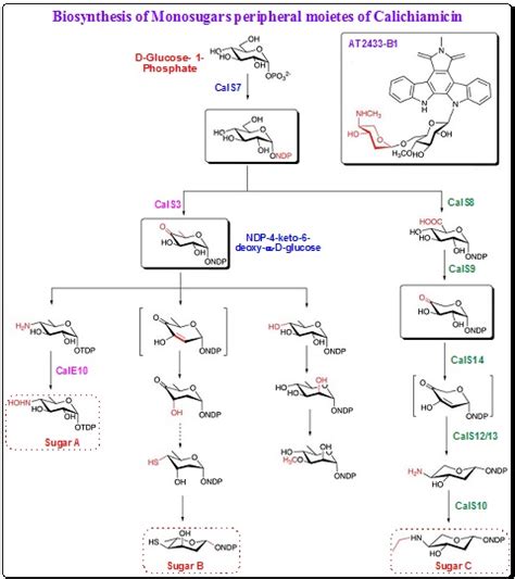 Scheme 20. Biosynthetic pathways for the monosaccharides of calicheamicin