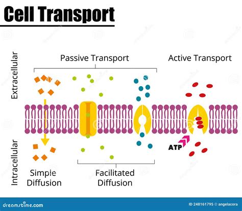 Active Transport Simple