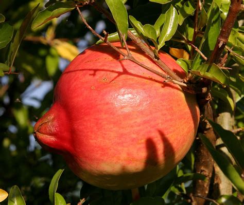 Growing the Pomegranate in the Home Garden