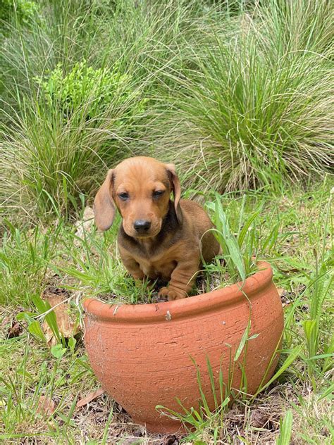 Dogs Getting into Pot 的图像结果