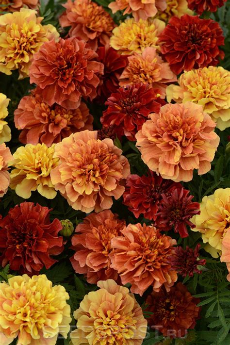Бархатцы отклоненные Клубничная блондинка, 10 шт. PanAmerican Seeds ...