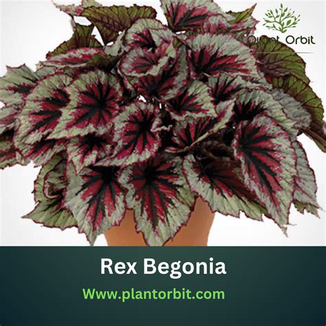 A Complete Guide to Growing and Caring for Rex Begonia – Plant Orbit