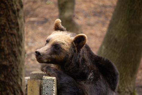 Why Do Bears Hibernate? - Bristol Zoo Project