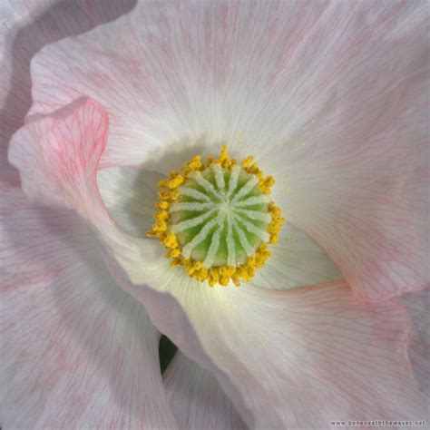 Image result for Color Sample Isolation