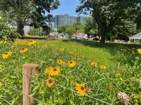 Gipson Play Plaza opens in Raleigh, creating a destination for Dix Park ...