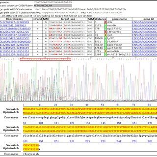Guide RNA Function 的图像结果