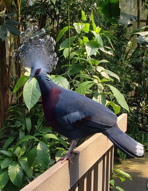 North Carolina Zoo, Asheboro, NC: Information, Tickets and Reviews
