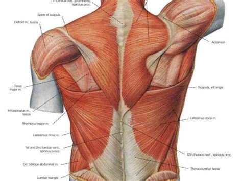 Image result for Lower Back Hip Muscles