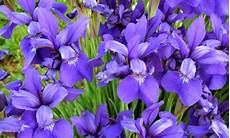 iris fiore immagini iris come curarlo per avere fiori bellissimi e iris fiore immagini iris come curarlo per avere fiori bellissimi e