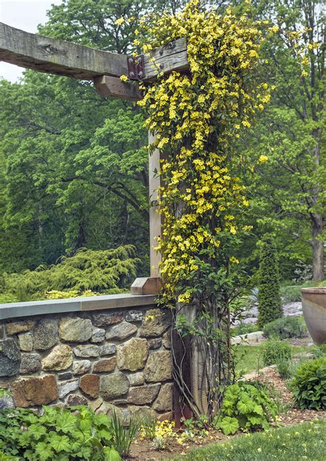 Evergreen Flowering Vines