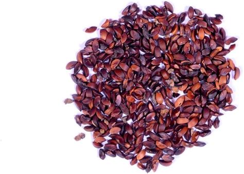 RK seeds -Amla Seeds - Organic Indian Gooseberry Seeds - Phyllanthus ...