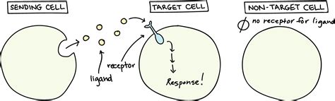 Image result for Target Cells
