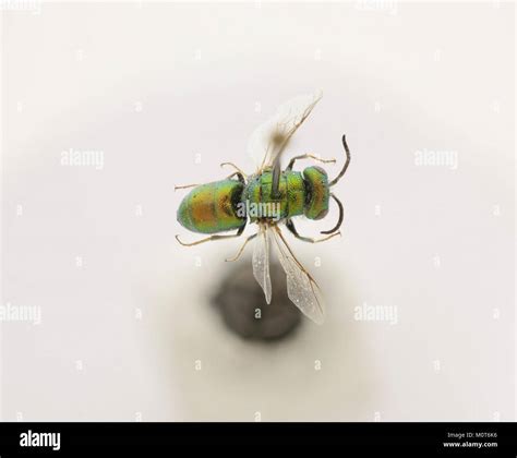 Cephalochrysis ehrenbergi is a species of marine invertebrate from the phylum Cnidaria, known ...