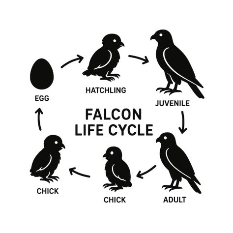 Falcon Life Cycle Stages Diagram | Премиум вектор