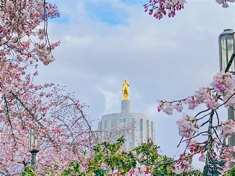 Salem's Famed Cherry Blossoms Have Finally Arrived - The Clypian
