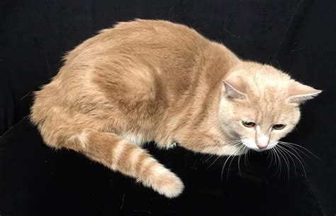 County saves resilient cat; SPCA assists - Cortland Voice | Hyper-local ...