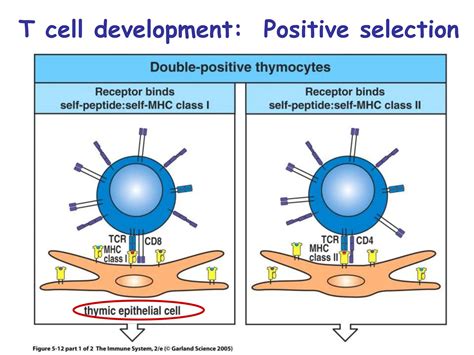 Image result for T Lymphocyte Development