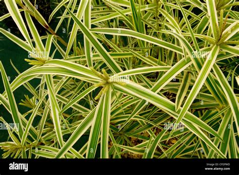 Carex Phyllocephala Sparkler Stock Photo - Alamy