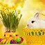 Image result for Cute Easter Bunnies