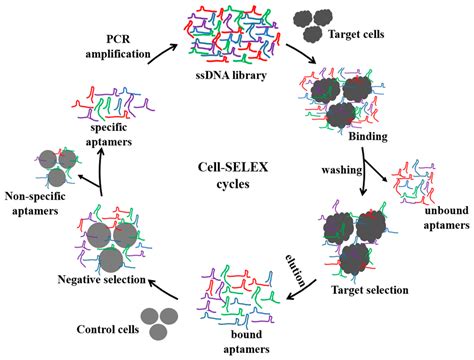 Detection and Characterization of Cancer Cells and Pathogenic Bacteria ...