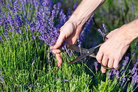 Lavender Pruning Tips 的图像结果
