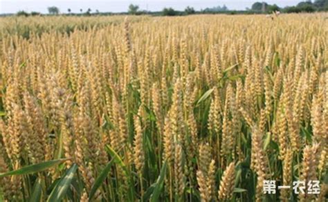 河北2018年小麦苗情整体比2017年好 一类苗占比52% - 地方动态 - 第一农经网