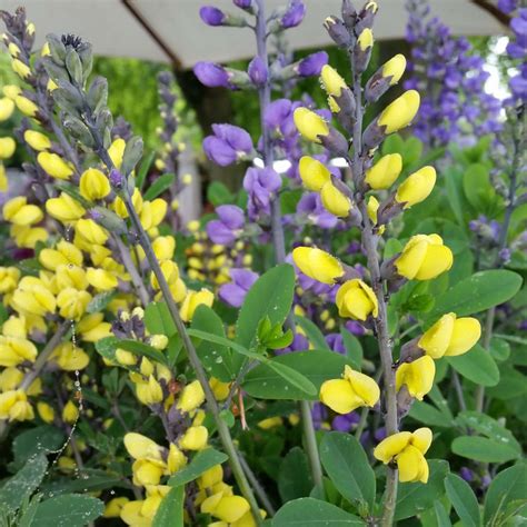 Baptisia Lemon Meringue - Lupin indigo vigoureux, aux fleurs jaune citron