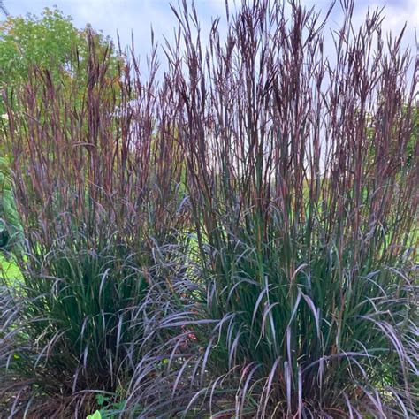 Blackhawks Big Bluestem Grass for Sale | Garden Goods Direct