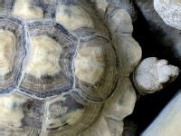 Turtle Shell Pattern Free Stock Photo - Public Domain Pictures