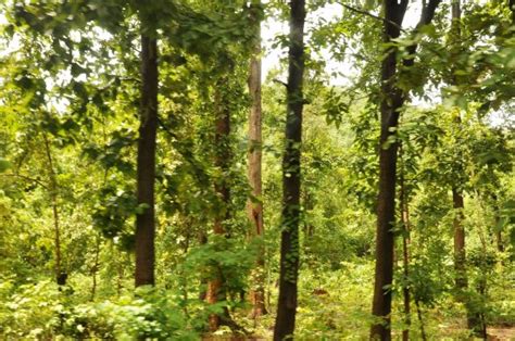 Daringbadi Pictures - Traveller Photos of Daringbadi, Kandhamal ...