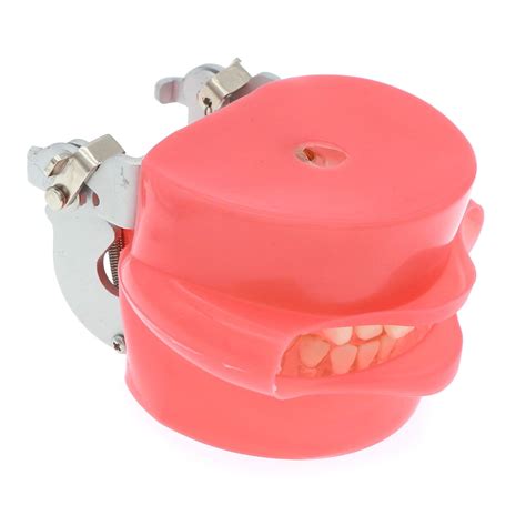 JJY Dental Teaching Tooth Extraction Model with India | Ubuy