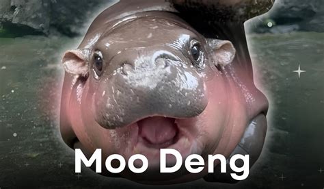 Moo Deng, the little rising star of Thailand right now | Thaiger
