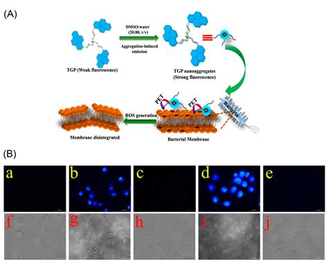 Pyrene-Based AIE Active Materials for Bioimaging and Theranostics ...