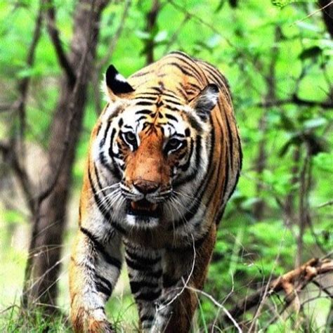 Guindy National Park - The National Parks of India