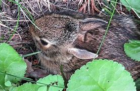 Image result for Rabbit Babies Nest