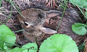 Image result for Baby Rabbit Nest in Yard