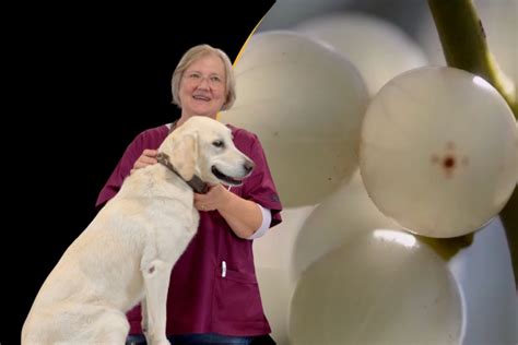 FiBL - Video: Einsatz von Misteln in der Tiermedizin