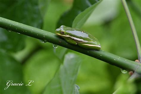 Do Warts Come from Frogs and Toads? – Gracie Latrelle