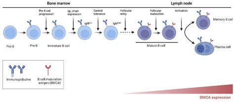 Bruton’s Tyrosine Kinase Inhibitors: The Next Frontier of B-Cell-Targeted Therapies for Cancer ...