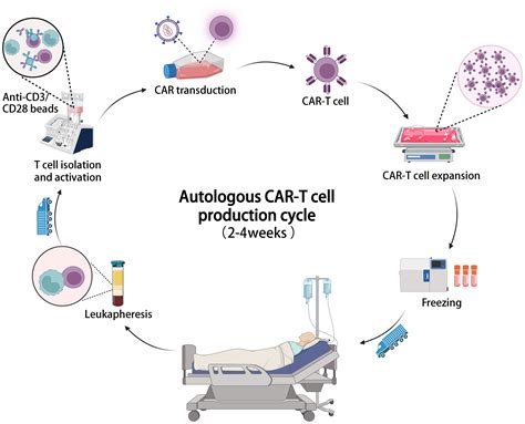 Frontiers | Charting new paradigms for CAR-T cell therapy beyond ...