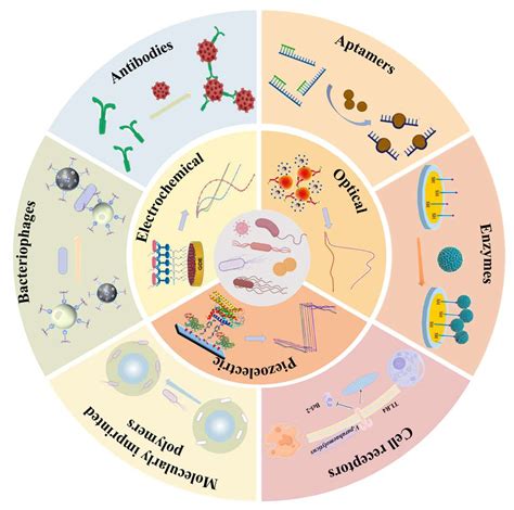 Advancing Food Safety Surveillance: Rapid and Sensitive Biosensing ...
