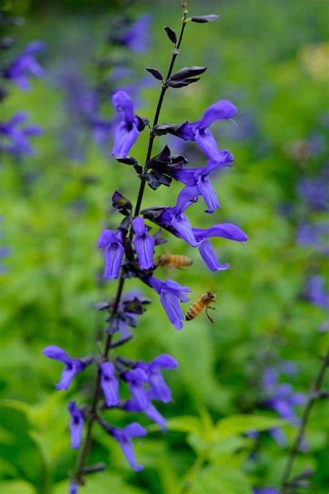 Top Plant Picks July 2023 - Cheekwood