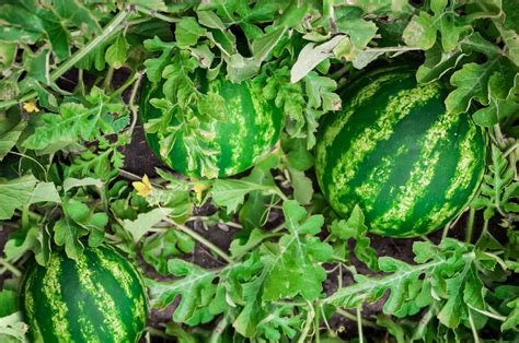 Watermelon Plant Flowers