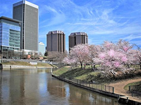 “Cherry Blossom Time in Richmond” (Brown’s Island in Richmond, Virginia ...