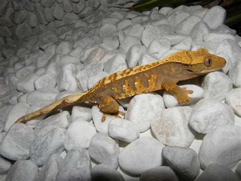 Hemidactylus imbricatus Rübenschwanzviperngecko in langen | Tiere ...