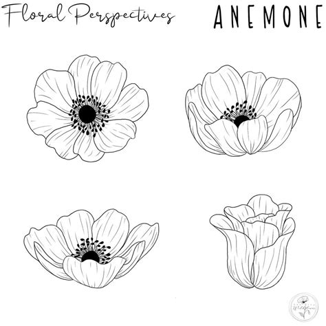 Anemone Drawing Easy at Merrill Lavallee blog