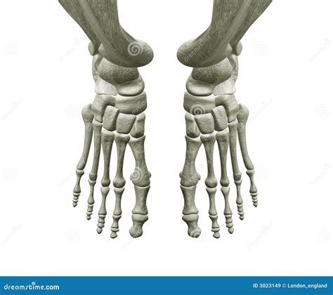 Huesos De Pie Correcto E Izquierdo Stock de ilustración - Ilustración ...