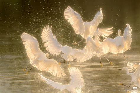 Graceful White Birds in Flight