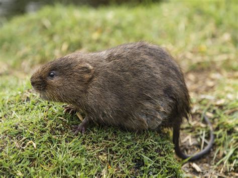 How to Get Rid of Voles: Vole Control Info - PestWorld